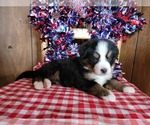 Small Photo #39 Bernese Mountain Dog Puppy For Sale in BLACK FOREST, CO, USA