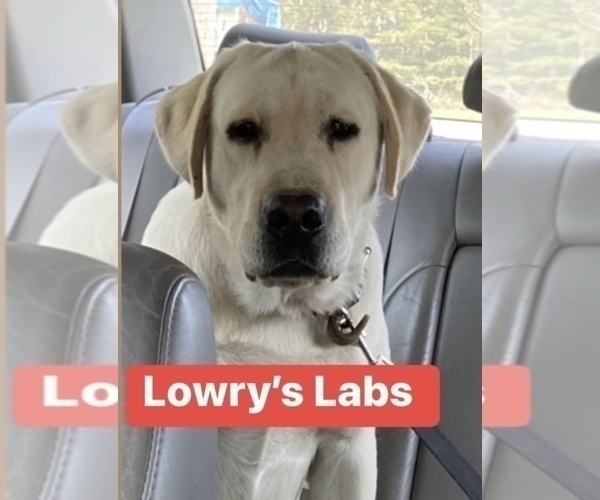 Medium Photo #1 Labrador Retriever Puppy For Sale in OSYKA, MS, USA