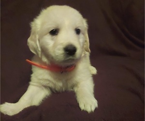 English Cream Golden Retriever Dog for Adoption in WASHINGTON BORO, Pennsylvania USA