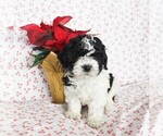 Small Photo #1 Havashu-Poodle (Miniature) Mix Puppy For Sale in QUARRYVILLE, PA, USA