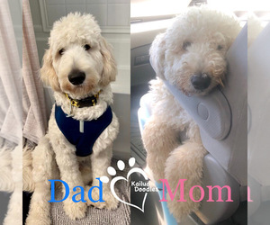 Father of the Double Doodle puppies born on 12/28/2022