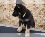 Small #24 German Shepherd Dog