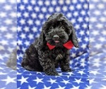 Small Photo #6 Cock-A-Poo-Poodle (Miniature) Mix Puppy For Sale in CHRISTIANA, PA, USA