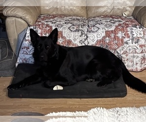 Father of the German Shepherd Dog puppies born on 04/02/2026