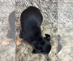 Small #5 Rat Terrier