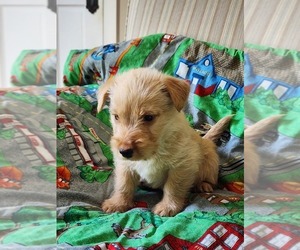 Scottish Terrier Puppy for sale in EVA, AL, USA