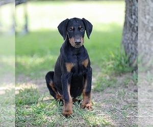 Doberman Pinscher Puppy for Sale in BEAUMONT, Texas USA