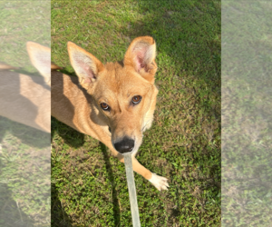 Mutt Dogs for adoption in Holly Springs, NC, USA
