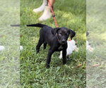 Small #1 Mutt