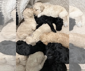 Goldendoodle Puppy for sale in RIO VISTA, TX, USA