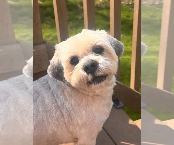 Medium Photo #2 Lhasa Apso Puppy For Sale in Pottstown, PA, USA