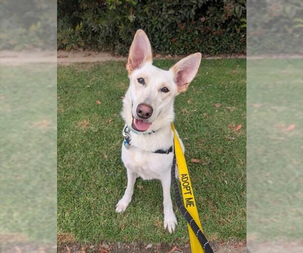 Medium Photo #1 Gerberian Shepsky Puppy For Sale in Santa Barbara, CA, USA