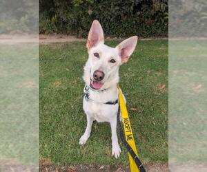 Gerberian Shepsky Dogs for adoption in Santa Barbara, CA, USA