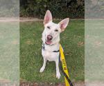Small Gerberian Shepsky