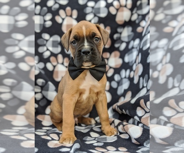 Medium Photo #1 Boxer Puppy For Sale in KIRKWOOD, PA, USA