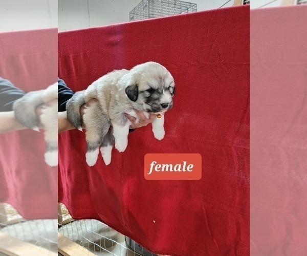 Medium Photo #1 Great Pyrenees Puppy For Sale in ROMULUS, MI, USA