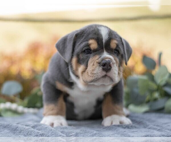 Medium Photo #3 Beabull Puppy For Sale in MILLERSBURG, OH, USA