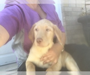 Labrador Retriever Puppy for sale in PARKER, CO, USA