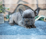 Puppy Barney French Bulldog