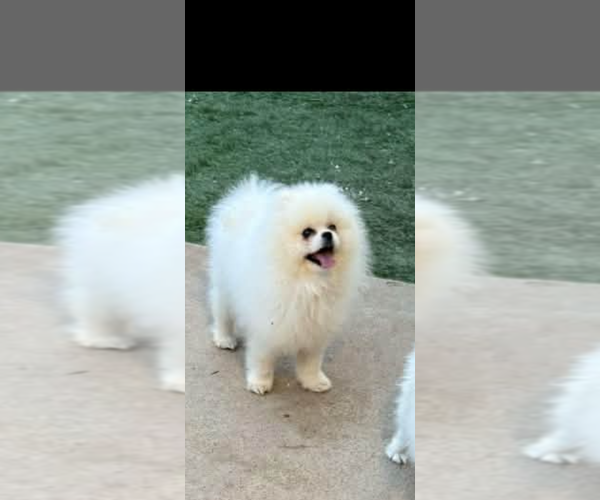 Medium Photo #3 Pomeranian Puppy For Sale in DALLAS, TX, USA