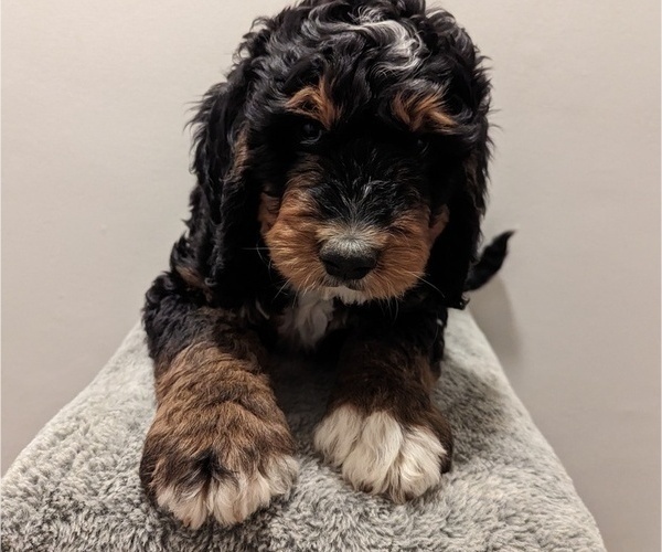 Medium Photo #1 Bernedoodle Puppy For Sale in INDEPENDENCE, MO, USA