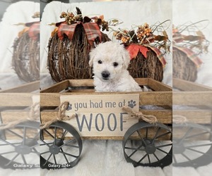 Medium Poodle (Toy)