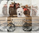 Puppy Elsa Poodle (Toy)