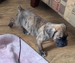 Puppy Orangy Boxer
