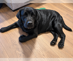 Small #1 Labrador Retriever