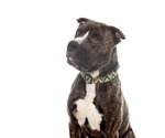 Small #98 American Staffordshire Terrier Mix