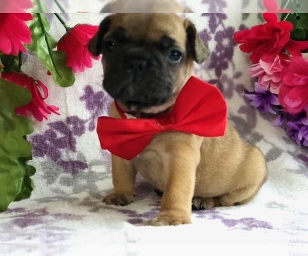 Medium Photo #4 French Bulldog Puppy For Sale in CLAY, PA, USA