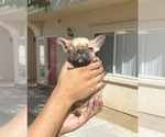 Small Photo #72 French Bulldog Puppy For Sale in CHICAGO, IL, USA