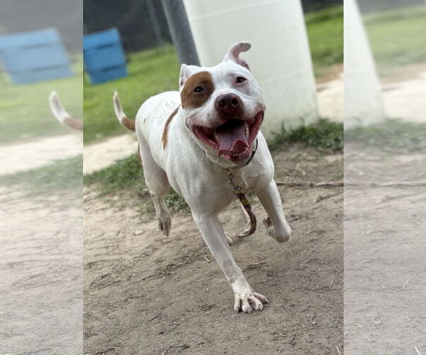 Medium Photo #1 Mutt Puppy For Sale in Virginia Beach, VA, USA