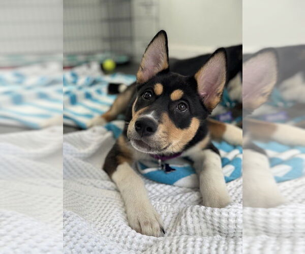 Medium Photo #6 Alaskan Malamute-Unknown Mix Puppy For Sale in Oak Bluffs, MA, USA