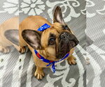 Small #1 French Bulldog