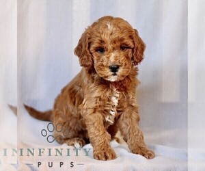Goldendoodle (Miniature) Puppy for sale in LEOLA, PA, USA