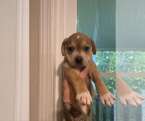Mutt Dogs for adoption in Holly Springs, NC, USA