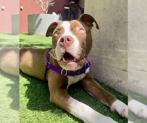 American Pit Bull Terrier Dogs for adoption in San Francisco, CA, USA