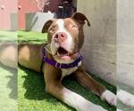 Small American Pit Bull Terrier