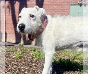 Jack Russell Terrier-Unknown Mix Dogs for adoption in  Ramona, CA, USA