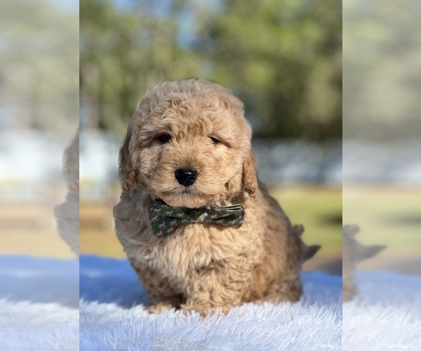 Medium Photo #2 Goldendoodle (Miniature) Puppy For Sale in FROSTPROOF, FL, USA