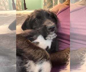 Mutt Dogs for adoption in Mount Pleasant, SC, USA