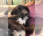 Mulan - Female Mutt Dog for Adoption - Small photo