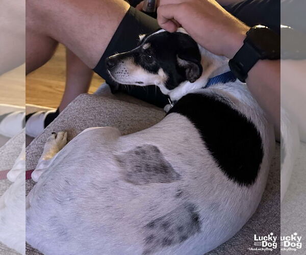 Medium Photo #9 Chihuahua-Unknown Mix Puppy For Sale in Washington, DC, USA