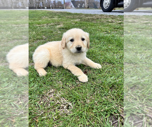 Golden Retriever Puppy for sale in HUNTSVILLE, AL, USA