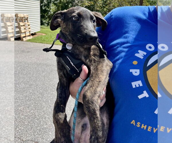 Medium Photo #4 Mutt Puppy For Sale in Candler, NC, USA