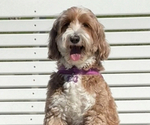 Small Photo #1 Australian Labradoodle Puppy For Sale in WASH, NC, USA