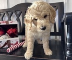 Small Photo #7 Goldendoodle Puppy For Sale in DAWSONVILLE, GA, USA