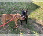 Small #15 American Pit Bull Terrier Mix