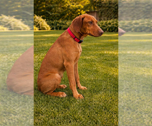 Medium Photo #3 Rhodesian Ridgeback Puppy For Sale in HIGHLANDS, TX, USA